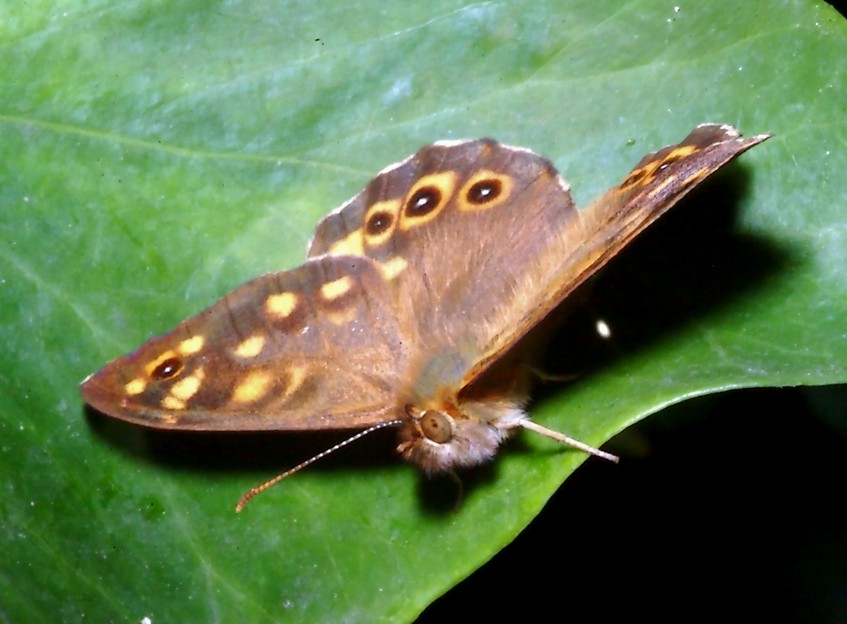 Sempre sull''Hedera e 